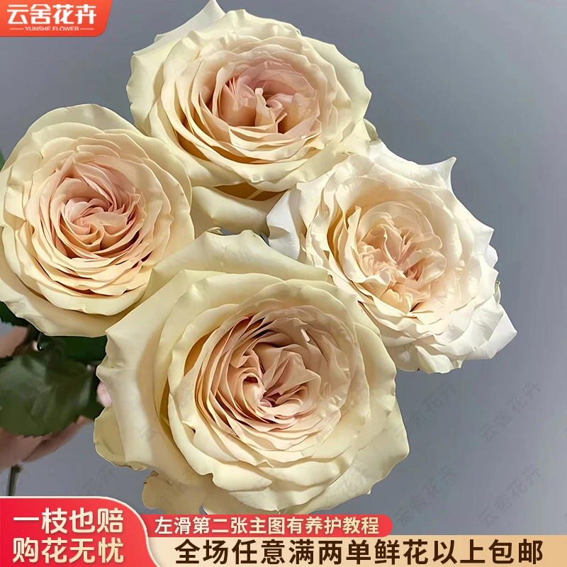 【云舍花卉】【焦糖布丁】单头玫瑰全场任意满两单及以上鲜花包邮
