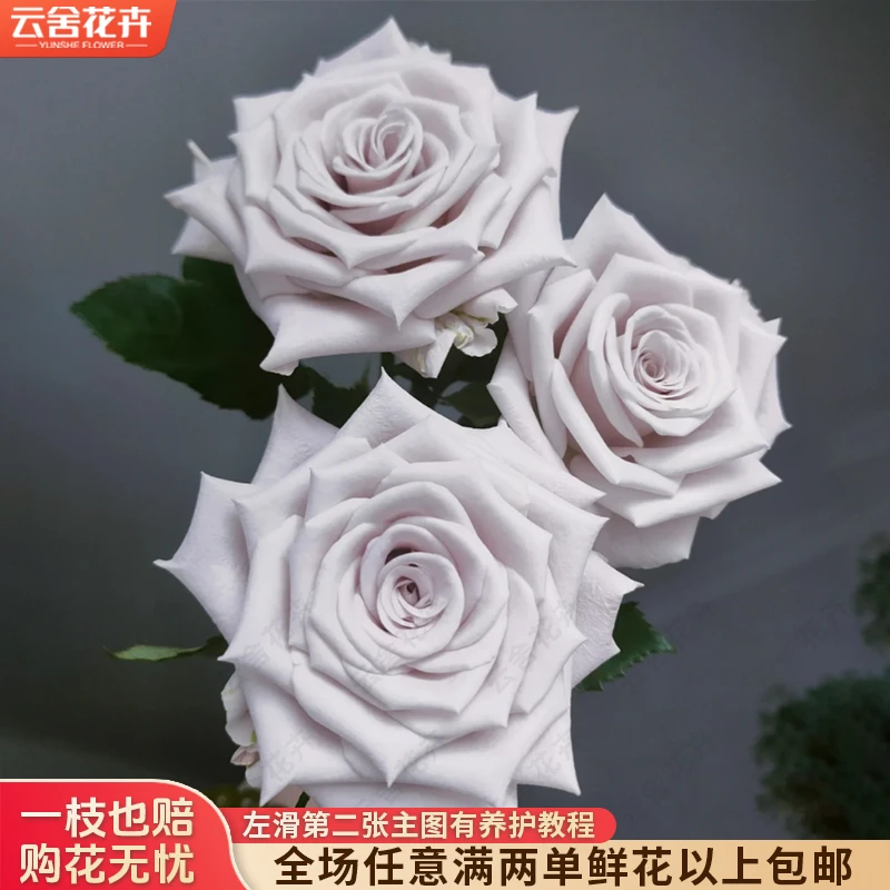 【云舍花卉】【曼塔】20支单头玫瑰全场任意满两单及以上鲜花包邮发货