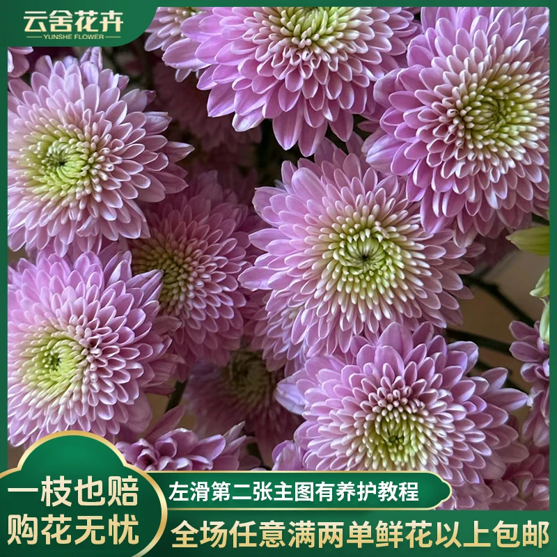 【云舍花卉】【苹果粉】小菊 全场任意满两单及以上鲜花包邮发货