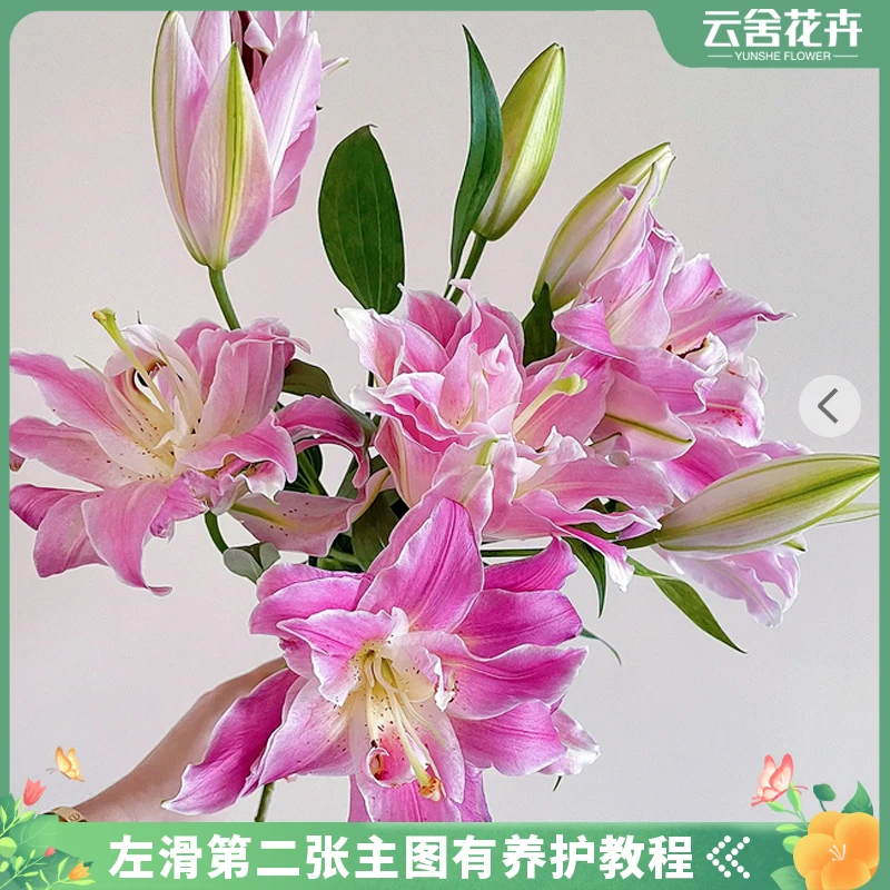 【云舍花卉】莲花之梦重瓣百合任意2单或以上包邮