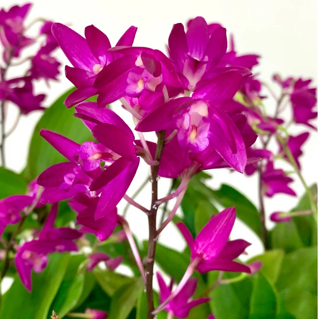 【澳洲石斛兰】盆栽办公室鲜花绿植盆栽阳台花卉好养花期长