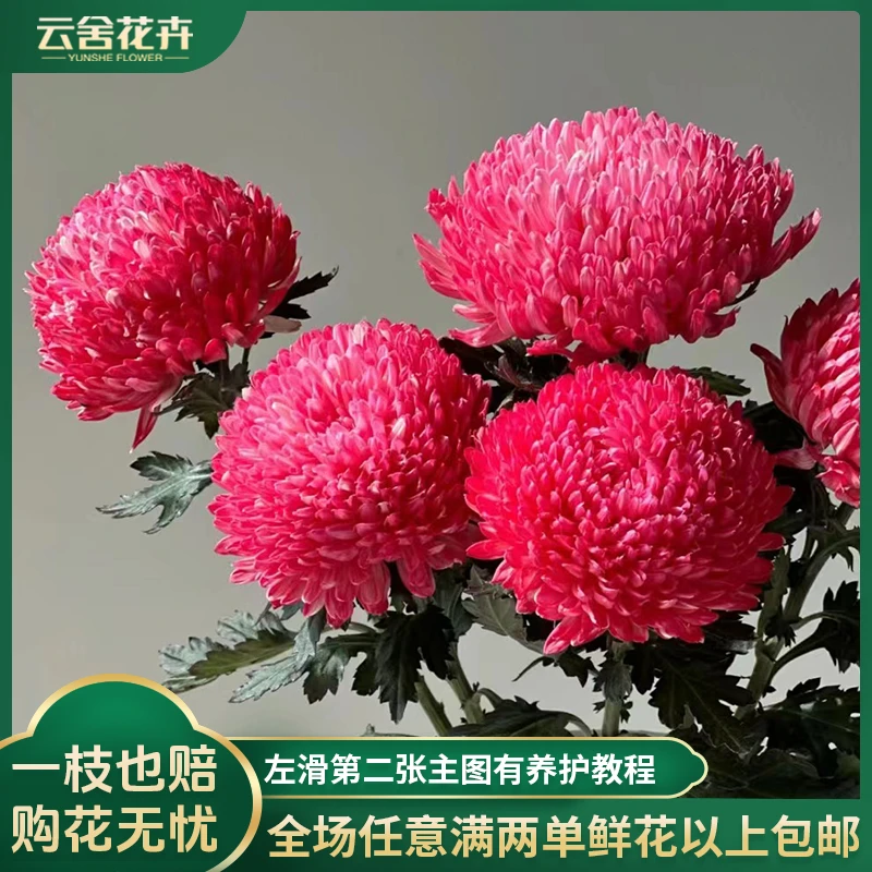 【云舍花卉】【吸色鲑鱼粉】牡丹菊任意两单或以上包邮