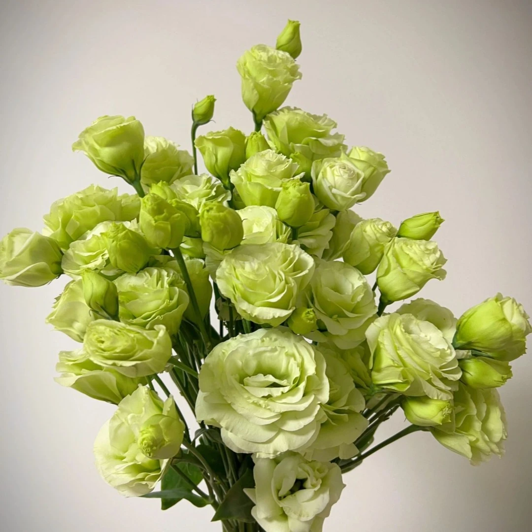 【云舍花卉】【立深】碧螺洋桔梗一扎任意2单或以上包邮鲜切基地直发