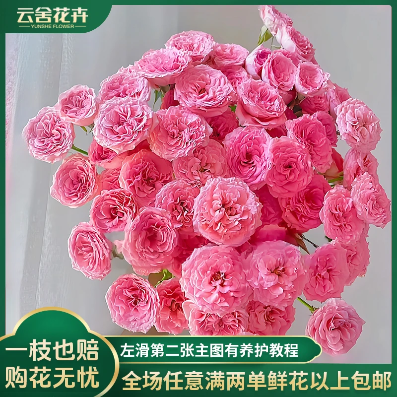【云舍花卉】【稀有】【粉天使罗拉】多头玫瑰全场任意满两单及以上包邮