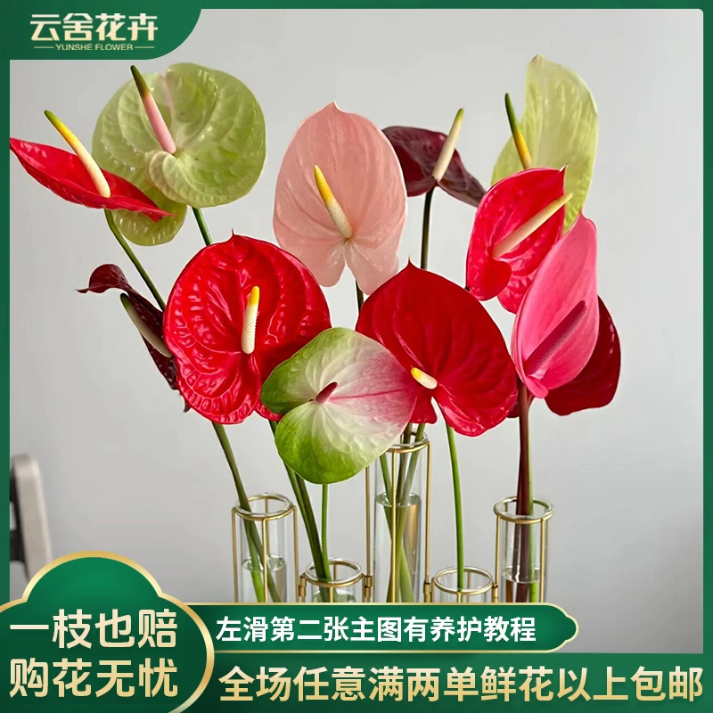 【云舍花卉】混色礼品盒装【财掌】8支【一单包邮不参与鲜花凑单】精选