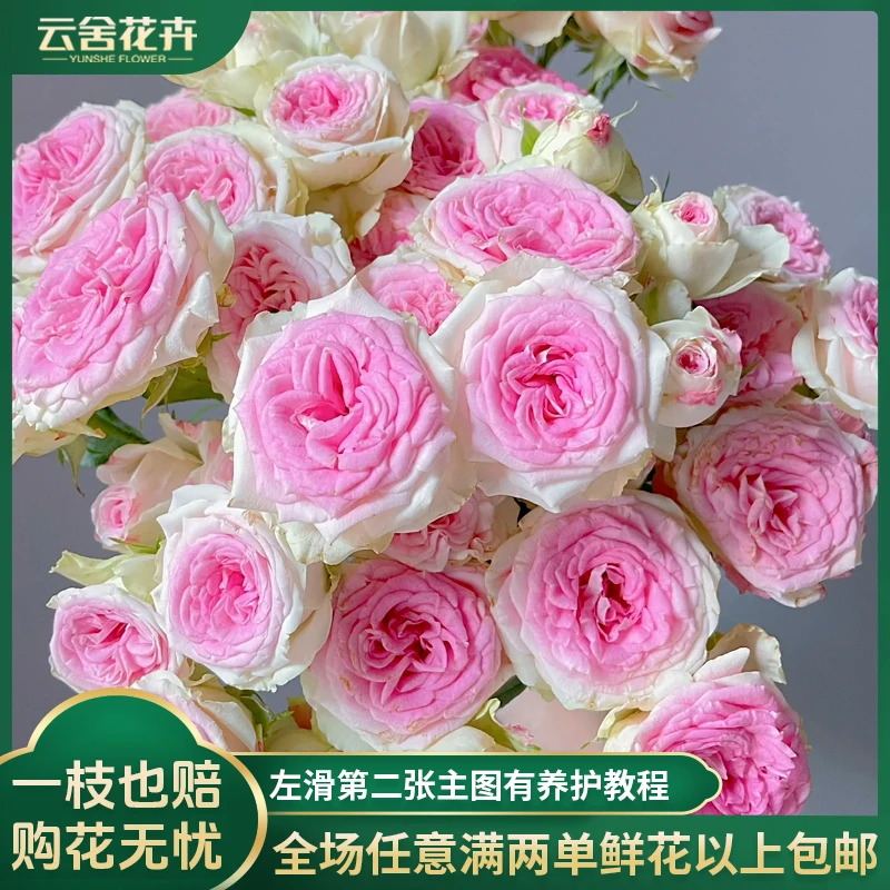 【云舍花卉】【稀有】60cm及以上冰淇淋多头玫瑰2单或以上包邮发货