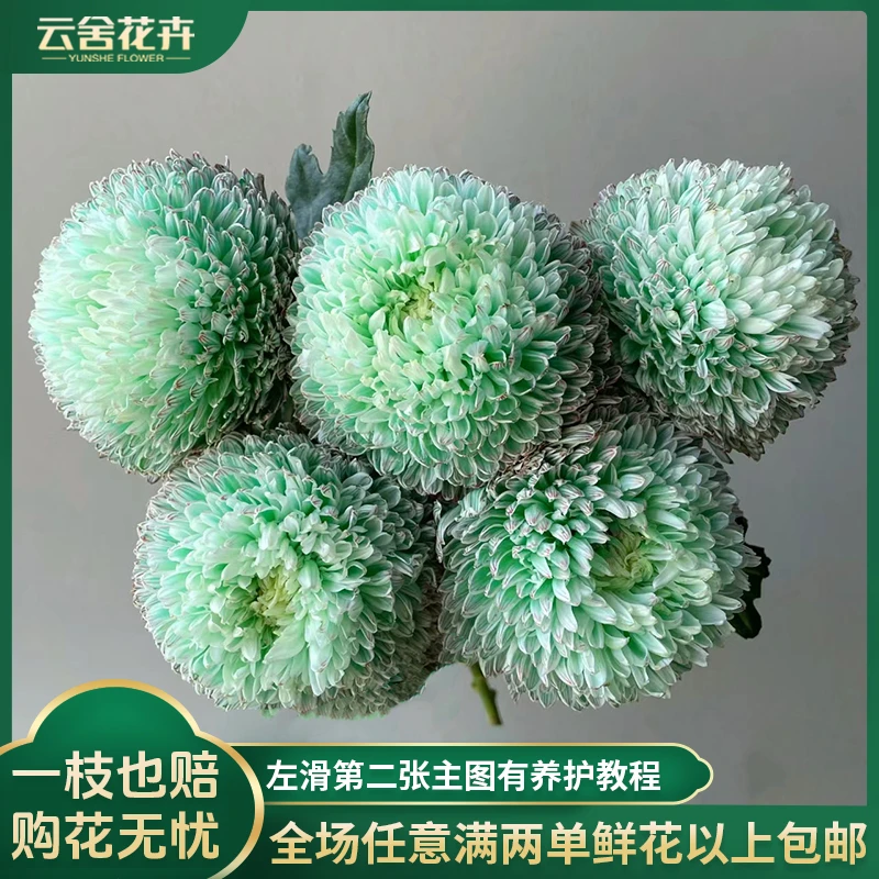【云舍花卉】【抹茶绿】吸色牡丹菊全场任意满两单及以上鲜花包邮发货