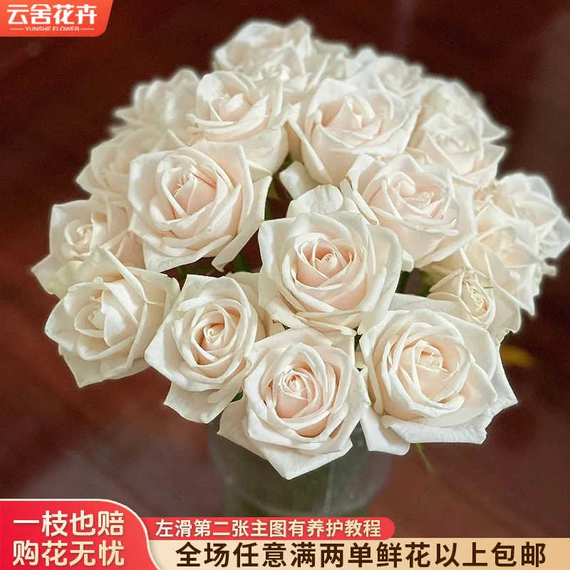 【云舍花卉】【芬得拉】单头玫瑰 全场任意满两单及以上鲜花包邮