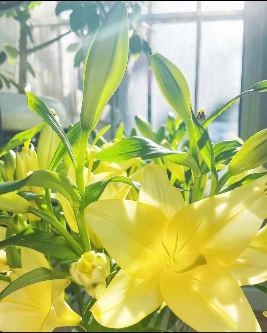 【云舍花卉】美丽阳光【亚百合】小花苞任意两单以上包邮