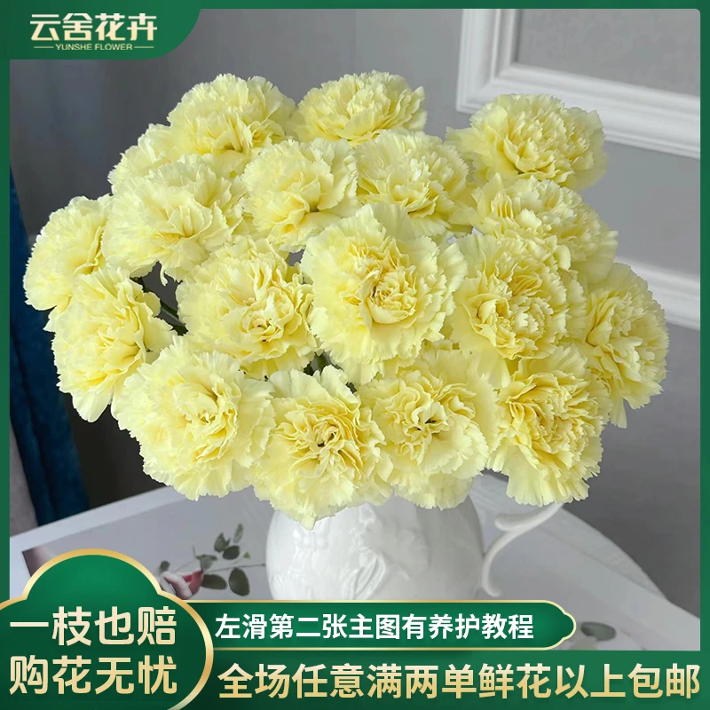 【云舍花卉】【奶油柠檬】康乃馨全场任意满两单及以上鲜花包邮
