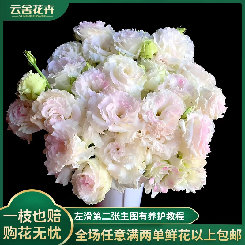 【云舍花卉】稀有【冰淇淋】洋桔梗一扎任意两单以上包邮鲜切花