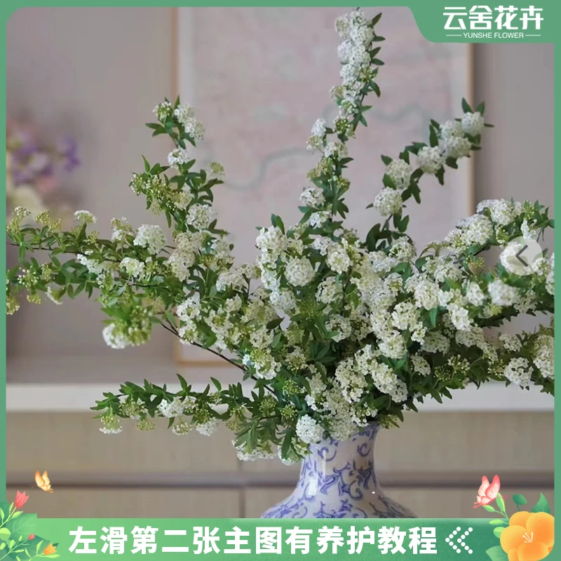 【云舍花卉】小手球1-1.2米左右一扎 此商品单件包邮【不指定快递】