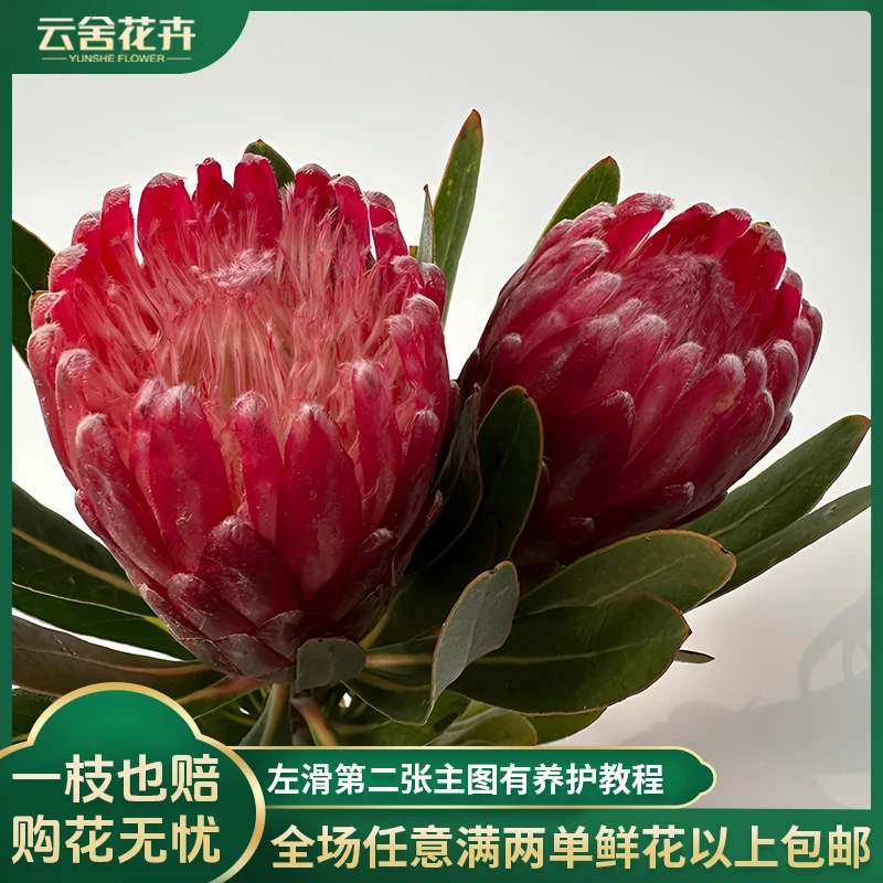 【云舍花卉】兰斯洛特【公主花】一支叶片发黑属正常任意两单以上包邮