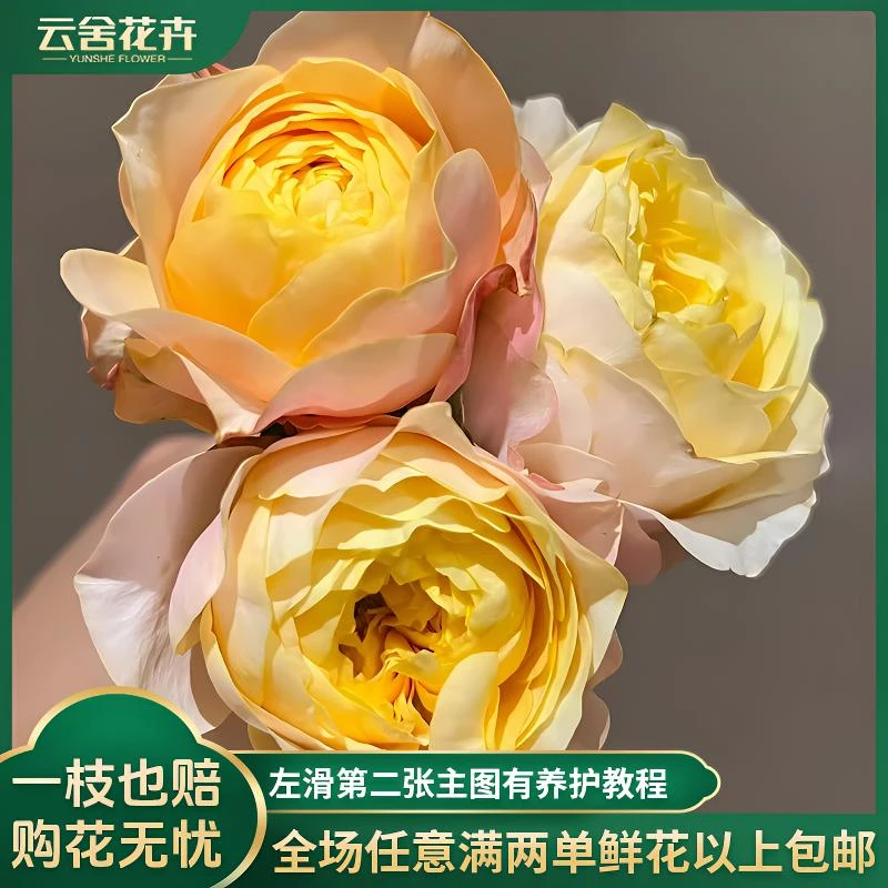【云舍花卉】小众花材【特蕾莎】单头玫瑰任意两单或以上包邮发货