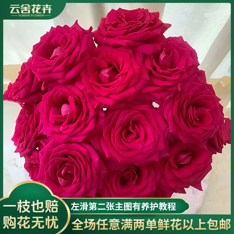 【云舍花卉】70cm及以上【弗洛伊德】单头玫瑰体验感好两单包邮