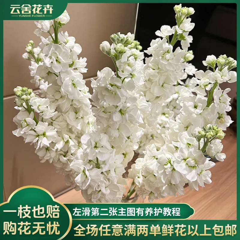 【云舍花卉】【白色】紫罗兰 全场任意满两单及以上鲜花包邮发货