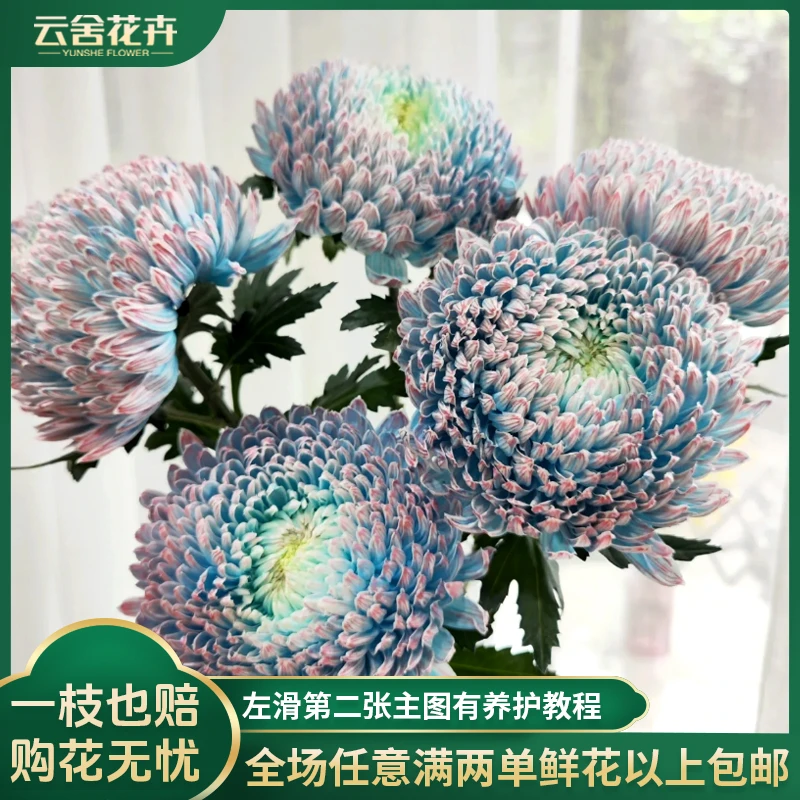 【云舍花卉】【吸色青花瓷】牡丹菊任意两单或以上包邮