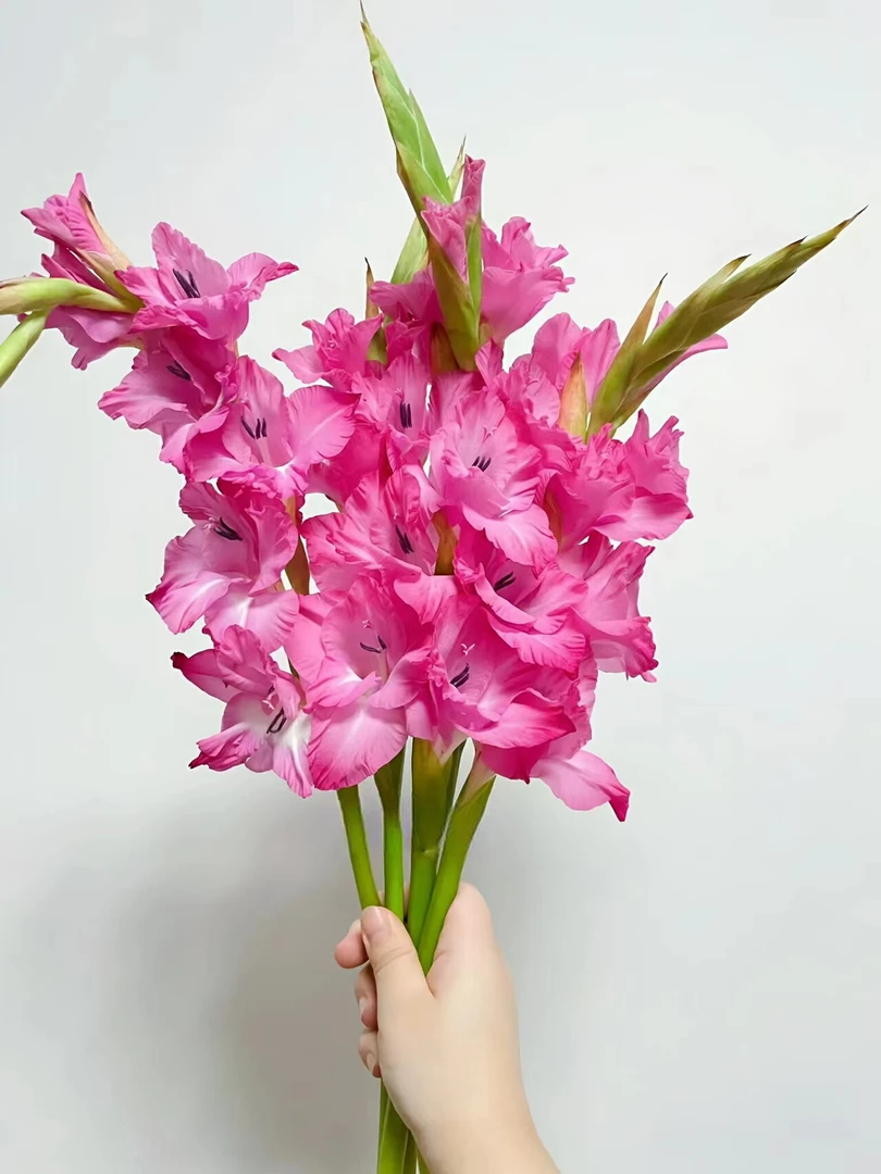 【云舍鲜花】桃红剑兰一扎任意两单以上包邮发货鲜花