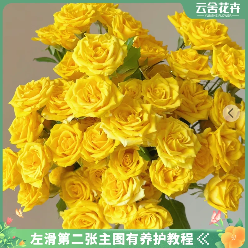 【云舍花卉】 【幸运泡泡】多头玫瑰任意两单以上包邮