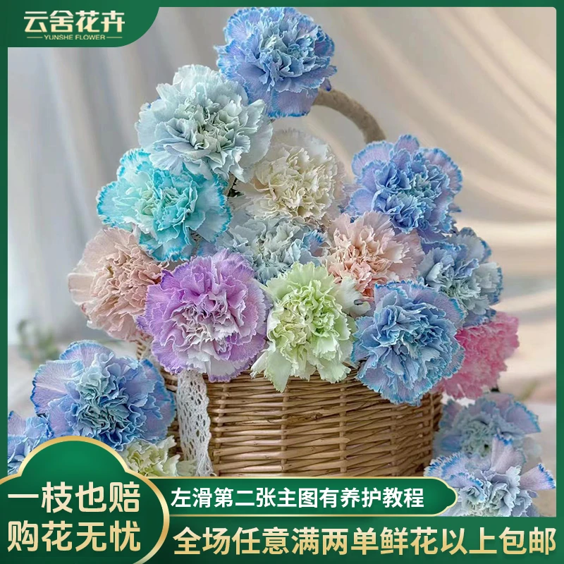 【云舍花卉】【吸色混色】单头康乃馨一扎夏日好养护任意两单以上包邮