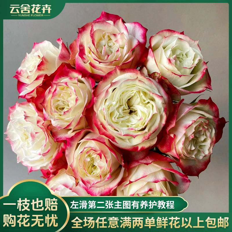 【云舍花卉】【苹果杰克】单头玫瑰全场任意满两单及以上包邮