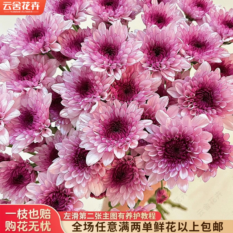 【云舍花卉】【布鲁诺粉】小菊 全场任意满两单及以上鲜花包邮发货