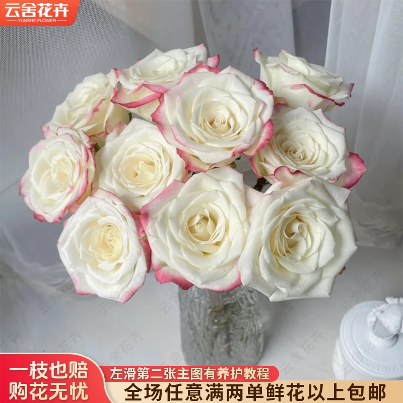 方德中小型花苞荷冠艾莉森单头玫瑰不保水云南鲜花基地直发鲜切花