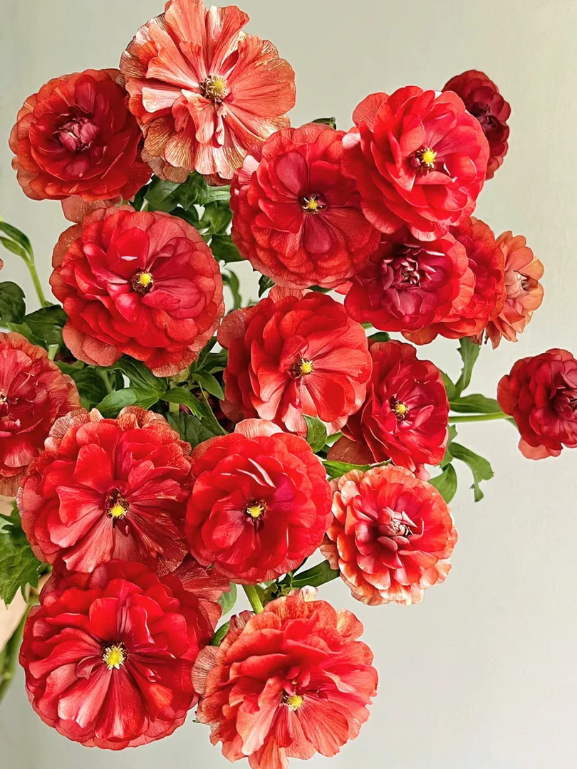 【云舍花卉】【红色】蝴蝶洋牡丹任意2单或以上包邮