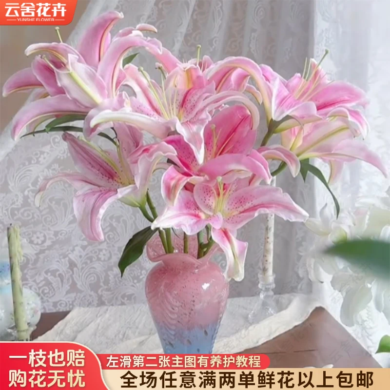 【云舍花卉】【罗蒂】单瓣百合 全场任意满两单及以上鲜花包邮发货