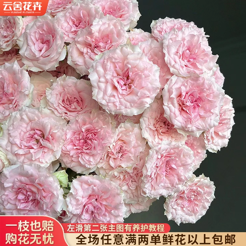 【云舍花卉】【情迷罗拉】多头玫瑰全场任意满两单及以上鲜花包邮