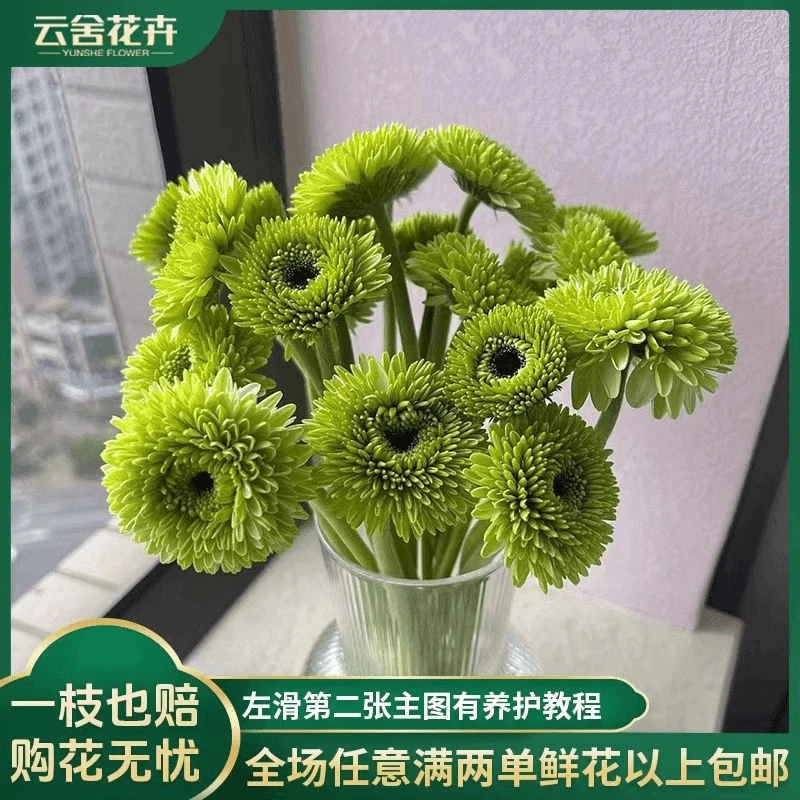【云舍花卉】【绿宝石】非洲菊 全场任意满两单及以上鲜花包邮发货