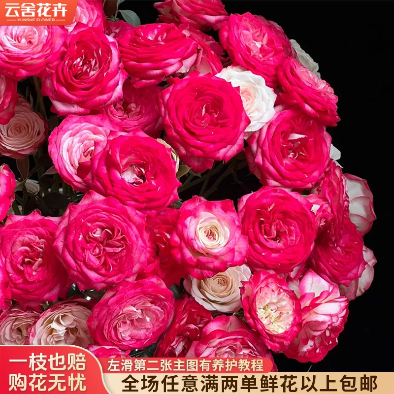【云舍花卉】【狮子座】多头玫瑰 全场任意满两单及以上鲜花包邮