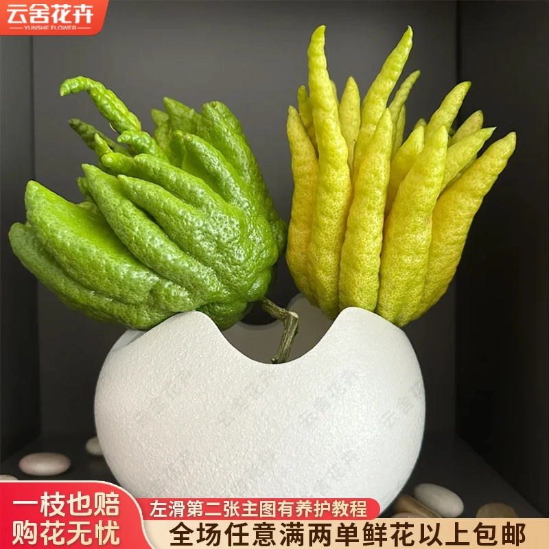 【云舍花卉】1500-2000克【佛手柑】一单包邮发货不参与凑单