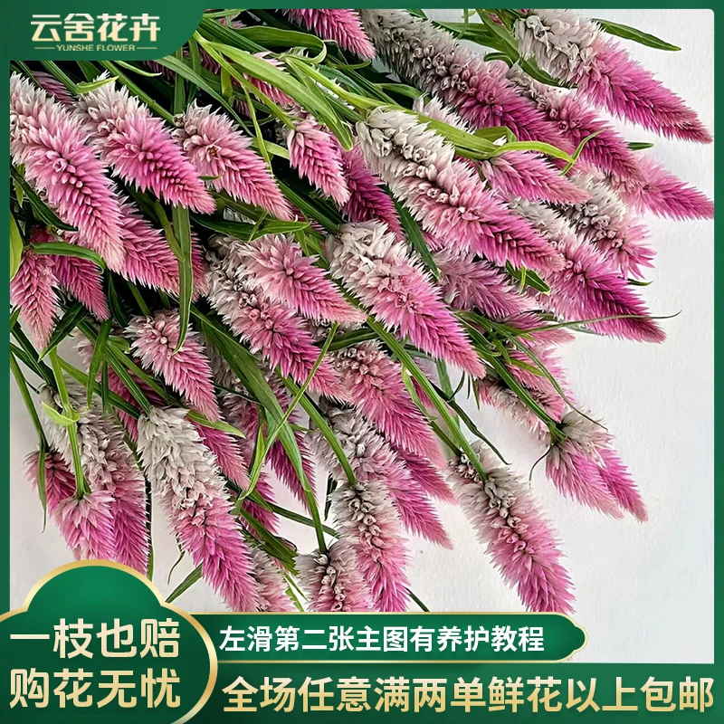 【云舍花卉】多头凤尾草一扎任意两单以上包邮发货鲜花