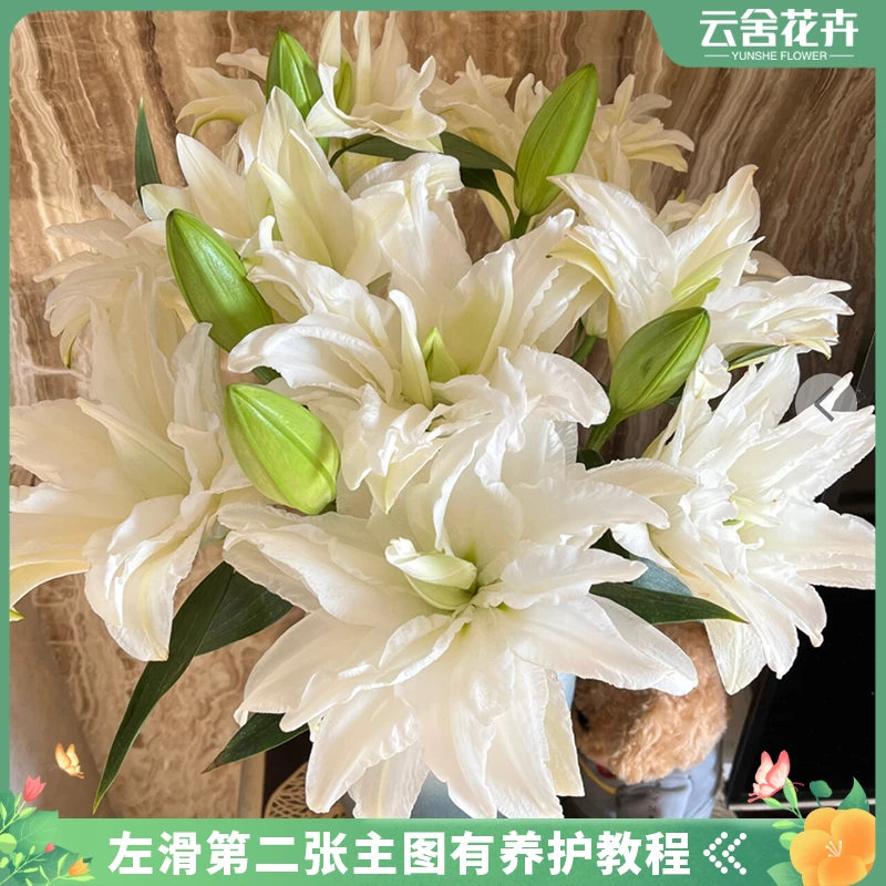 【云舍花卉】【上海种业】奶茶妹妹重瓣百合任意两单包邮发货鲜切花