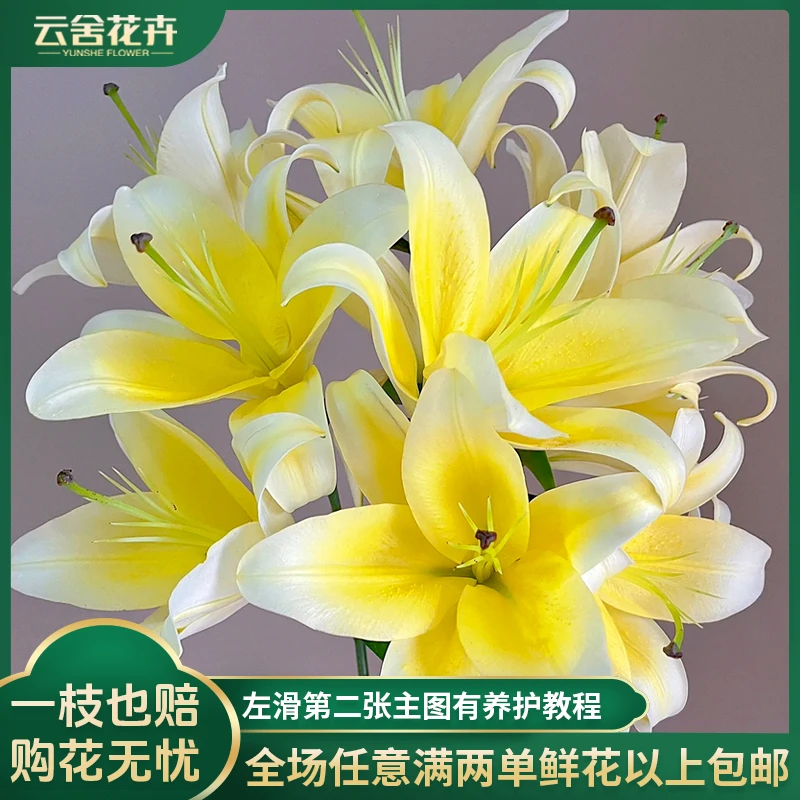 【云舍花卉】【黄金甲】单瓣百合 全场任意满两单及以上鲜花包邮