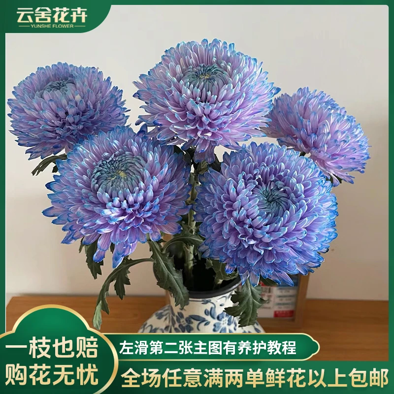 【云舍花卉】【梦幻浅紫】吸色牡丹菊 全场任意满两单及以上鲜花包邮
