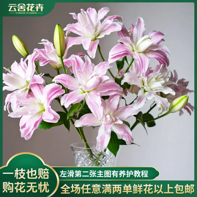 【云舍花卉】【莲花雅致】重瓣百合任意两单及以上包邮发货鲜花