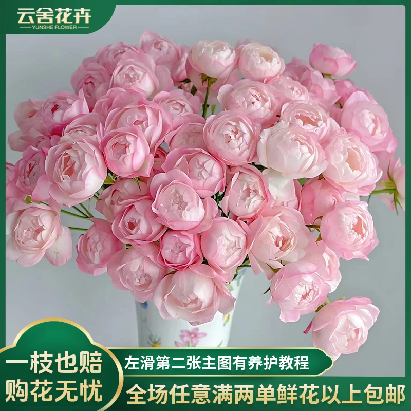 【云舍花卉】稀有【草莓杏仁饼】多头玫瑰 全场任意满两单及以上包邮