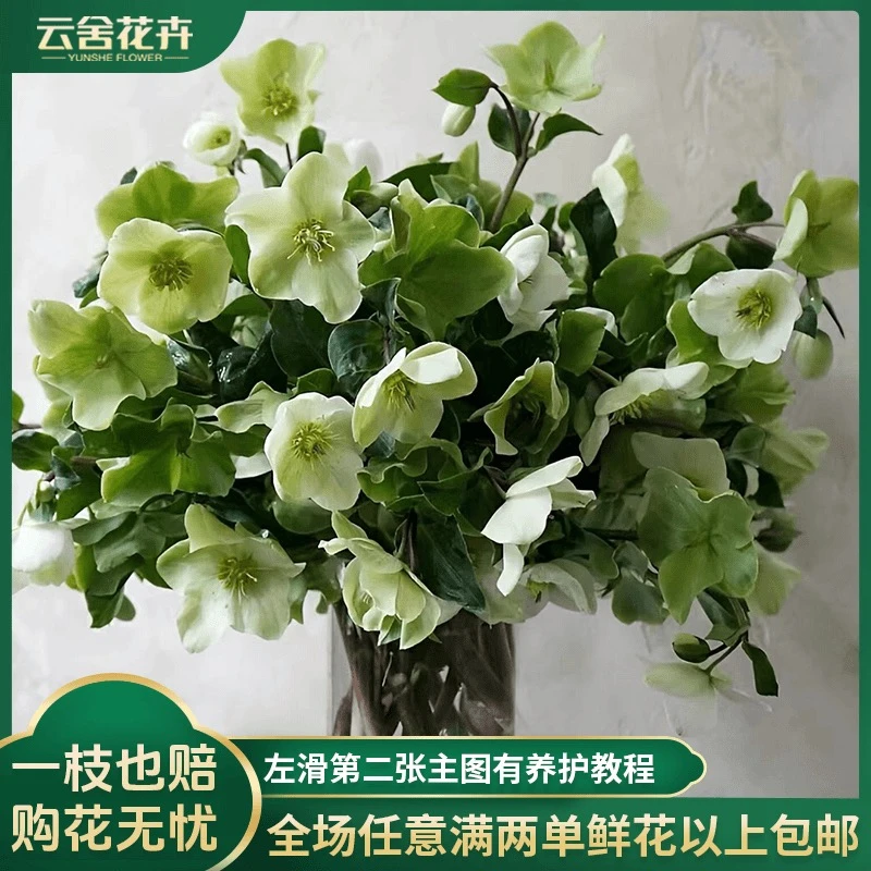 【云舍花卉】绿野仙踪【菟葵】任意两单以上包邮发货鲜花