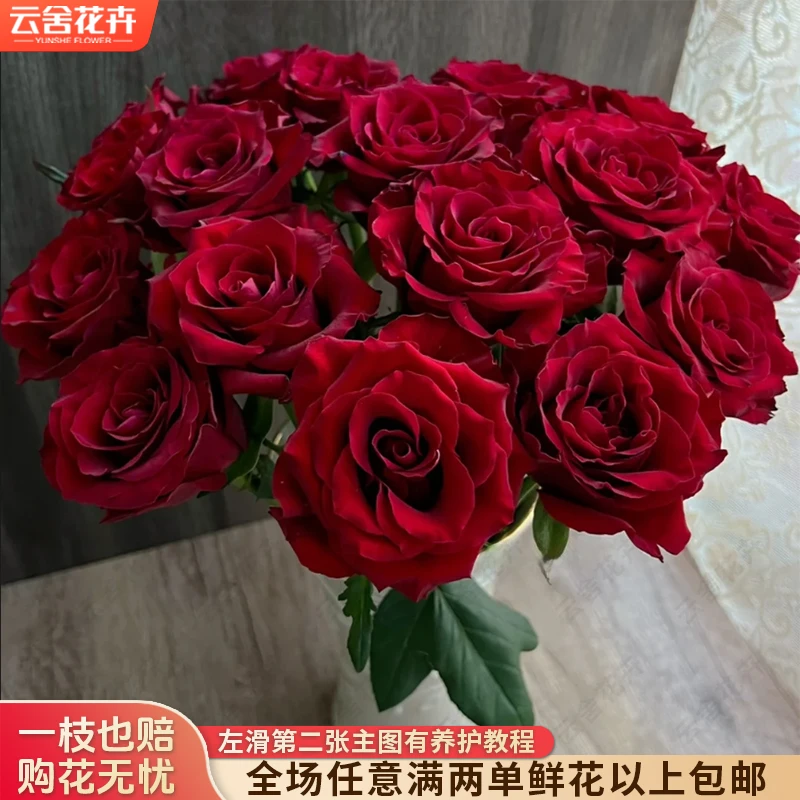 【云舍花卉】【传奇】单头玫瑰全场任意满两单及以上鲜花包邮