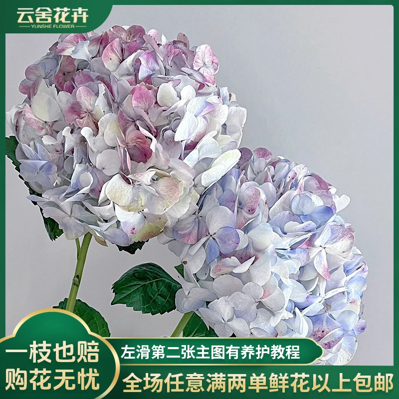 【云舍花卉】梦幻系【莫奈】绣球随机一支【绣球花开无尽夏意】两单包邮