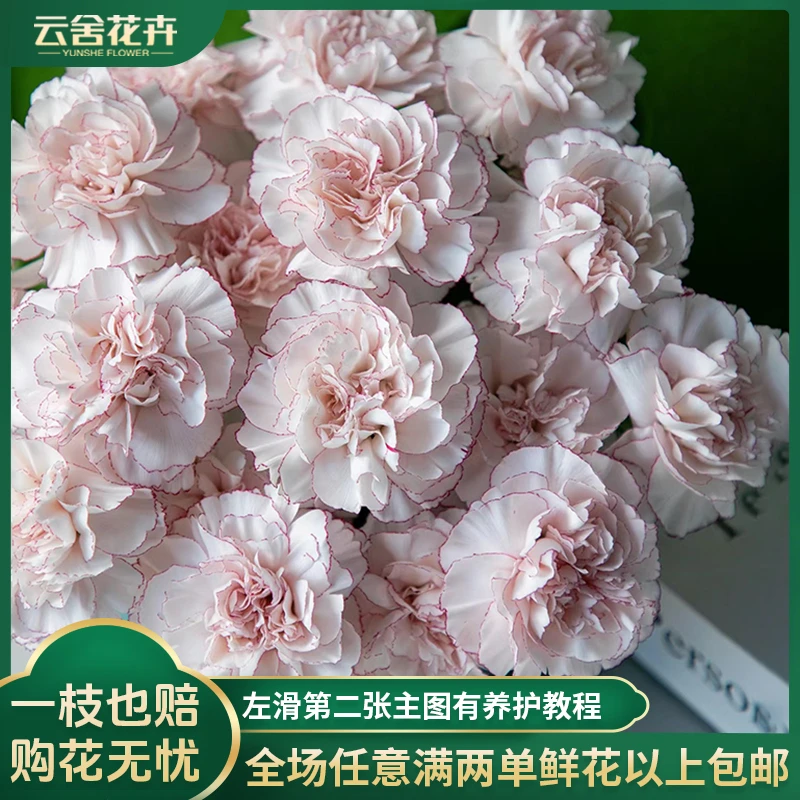 【云舍花卉】【奶油伊芙】康乃馨 全场任意满两单及以上鲜花包邮发货