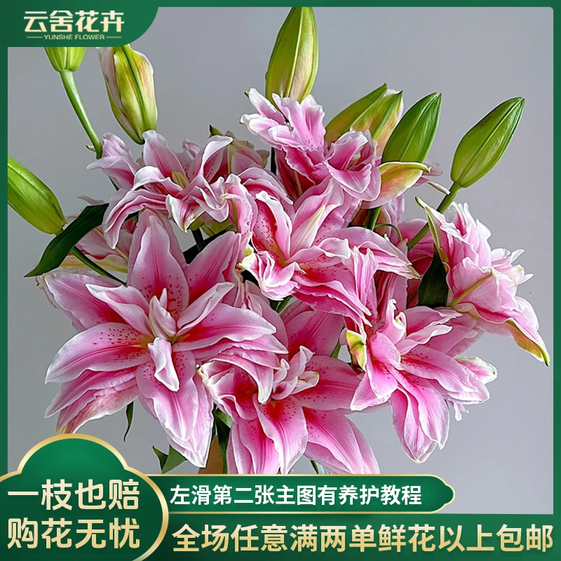 【云舍花卉】【西亚拉】重瓣百合全场任意两单及以上鲜花包邮发货