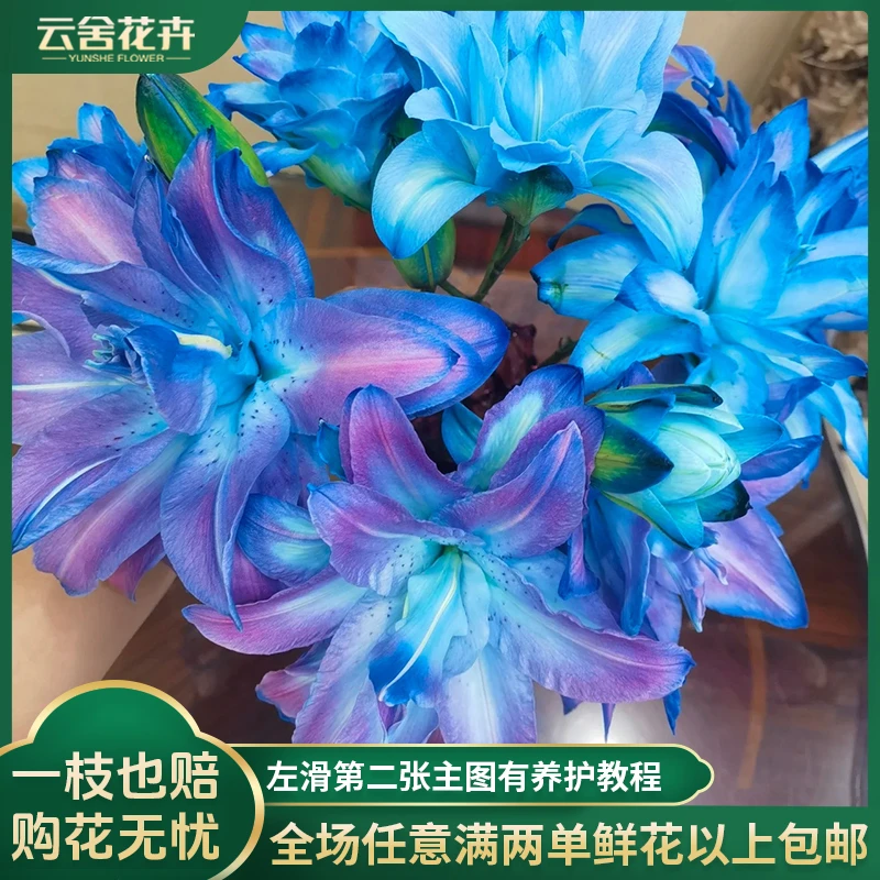 【云舍花卉】【星空】重瓣百合【莲花仙子吸色】任意满两单及以上包邮
