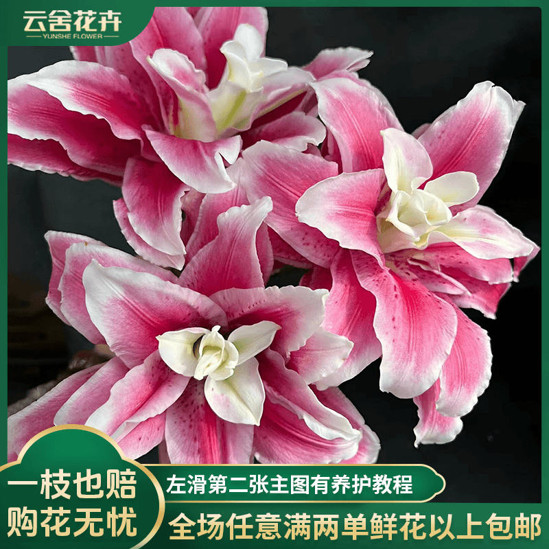 【云舍花卉】【迪奥】重瓣百合盛开惊艳任意两单或以上包邮鲜切花