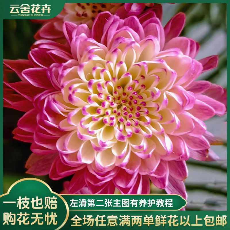【云舍花卉】【紫色宝莲灯】小菊 全场任意满两单及以上鲜花包邮发货