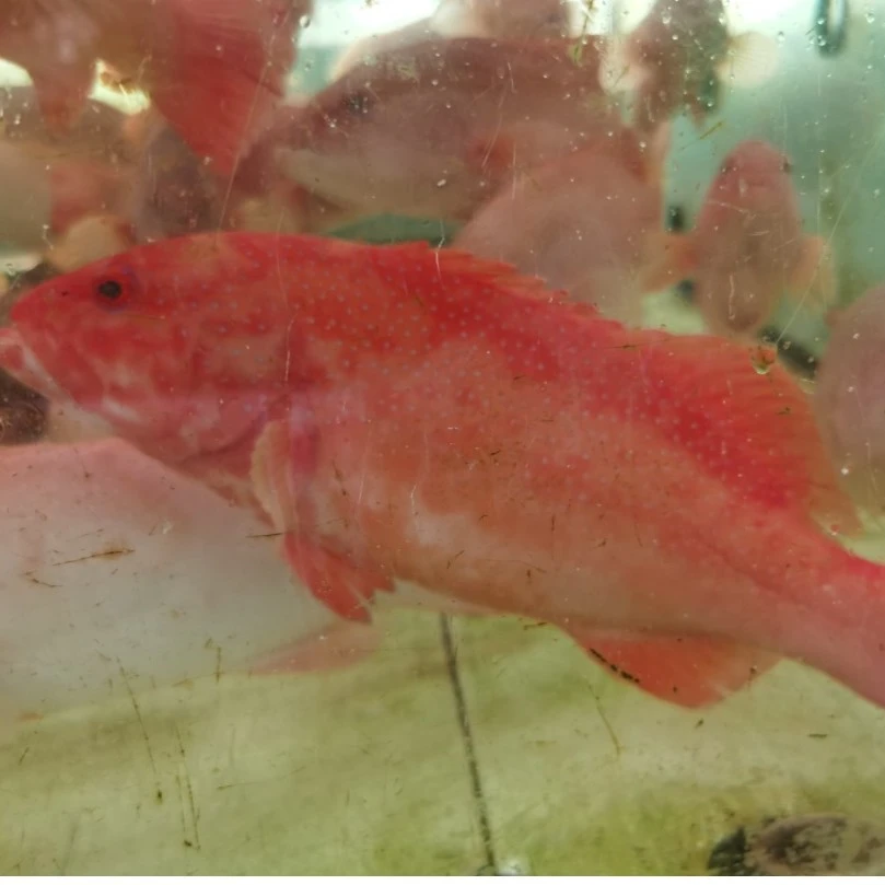 （海鱼）鲜活东星斑论条称斤重量（一条1.3斤左右）