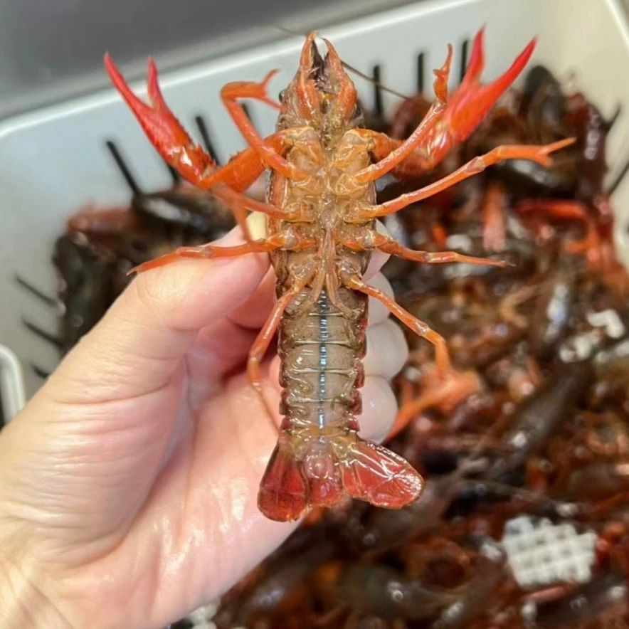 （鲜活）满肉小龙虾500g同城配送