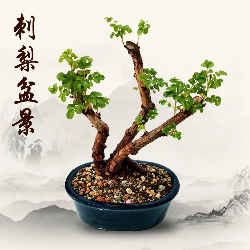 刺梨桃金娘水杨梅熟桩，直播间一物一拍都美竹舍利子盆栽
